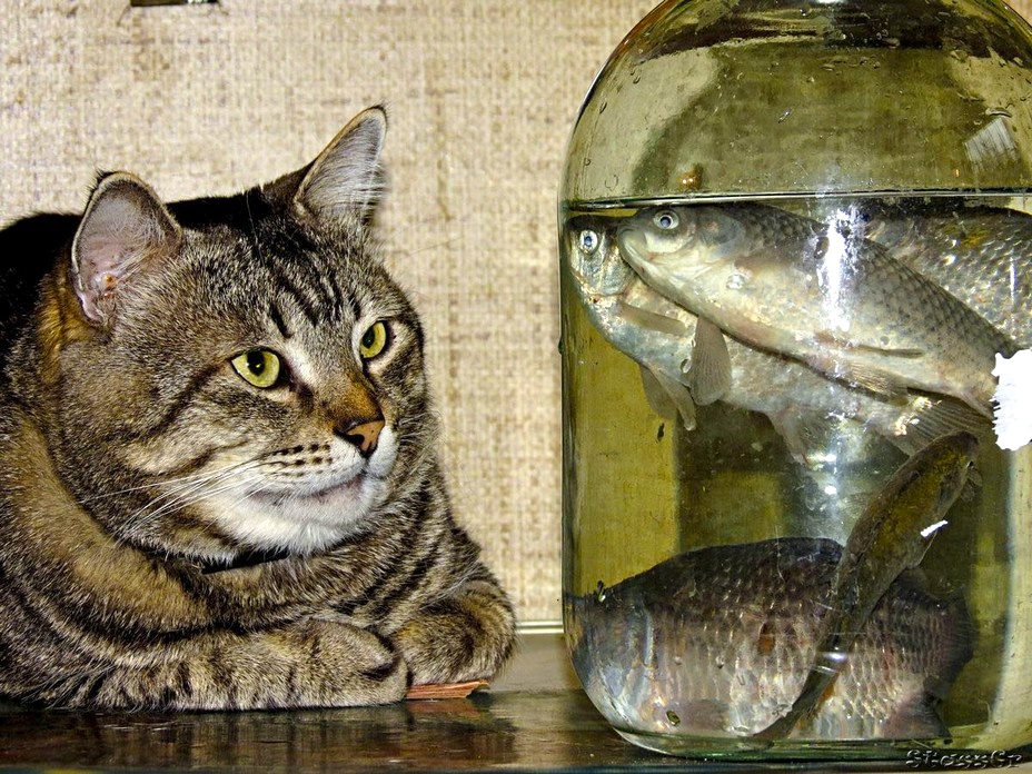 cat looking at fish in a big jar